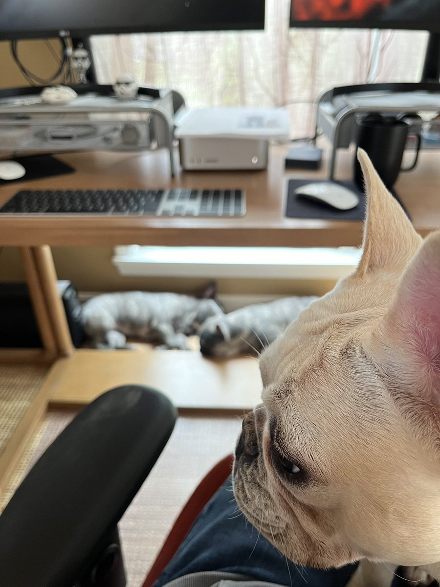 KoebnickTracy's tweet photo. Happy #BringYourDogToWorkDay https://t.co/VDYfIdv4C1