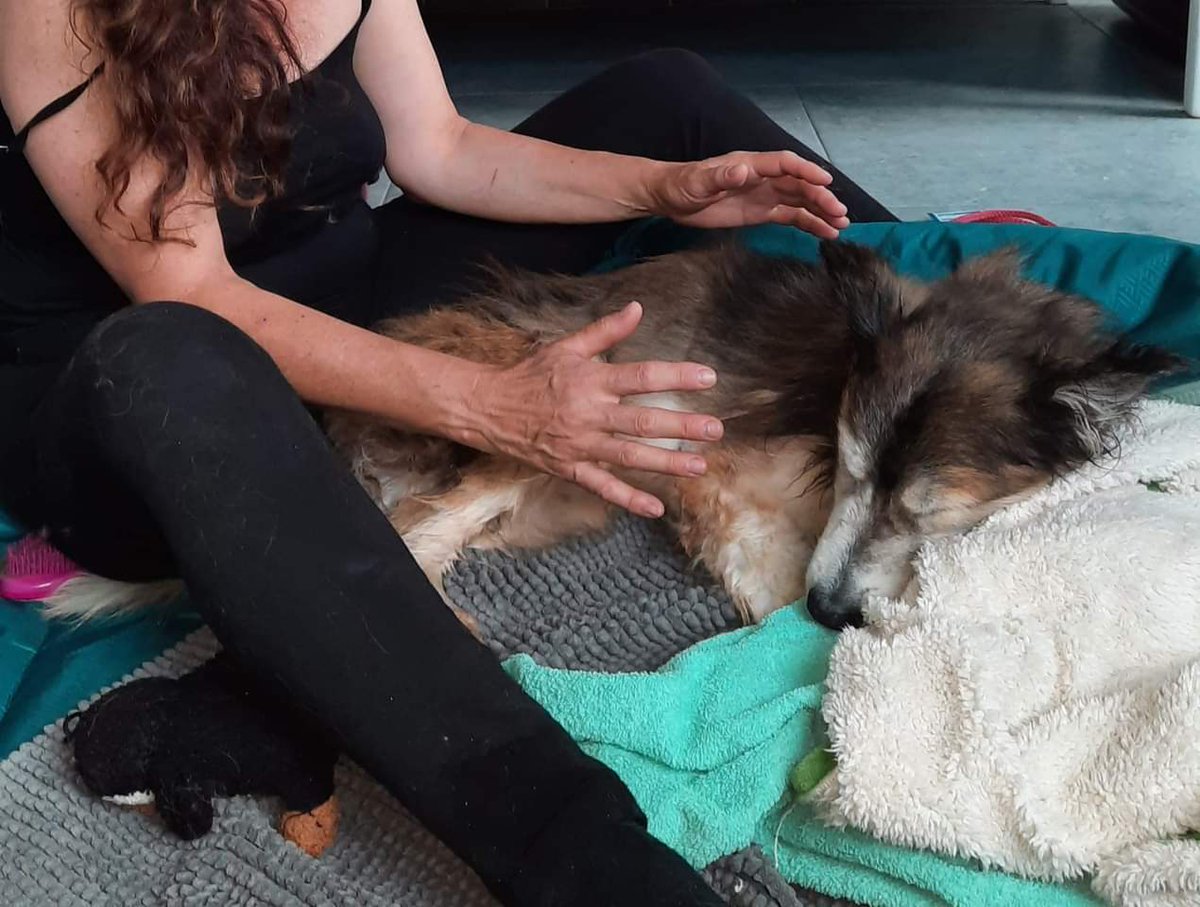 Breaking The Chains international on Twitter r/dogsofukraine