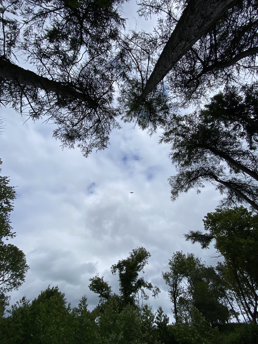 Kite soaring through the woods during our annual red kite monitoring ⁦<a href="/eagle_trust/">GoldenEagleTrust</a>⁩ ⁦@visitwicklow⁩ ⁦<a href="/wicklowcoco/">Wicklow County Council</a>⁩ ⁦<a href="/TheWicklowWay/">The Wicklow Way</a>⁩