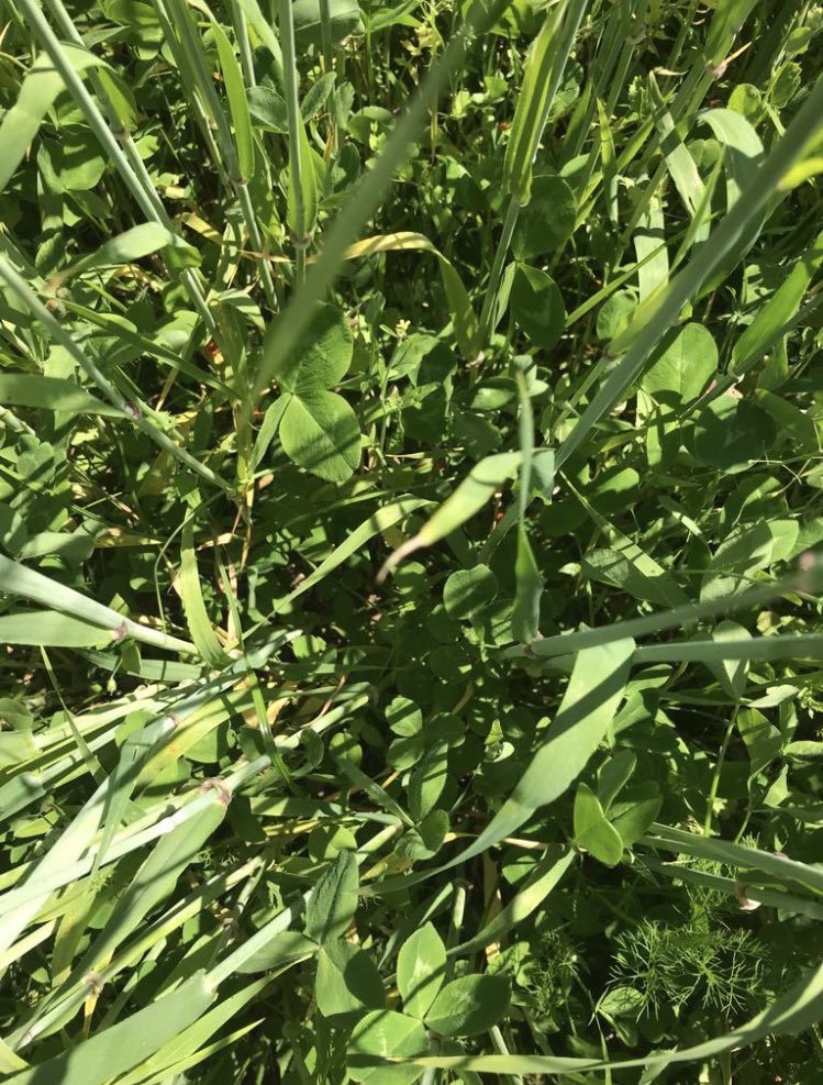 kiteconsulting's tweet photo. 🌾Organic Barley undersown with ☘️ clover rich multispecies ley 🌱
#HighQualityForage #LoveCows #PeoplePlanetProfit https://t.co/jkTQqu2GEX
