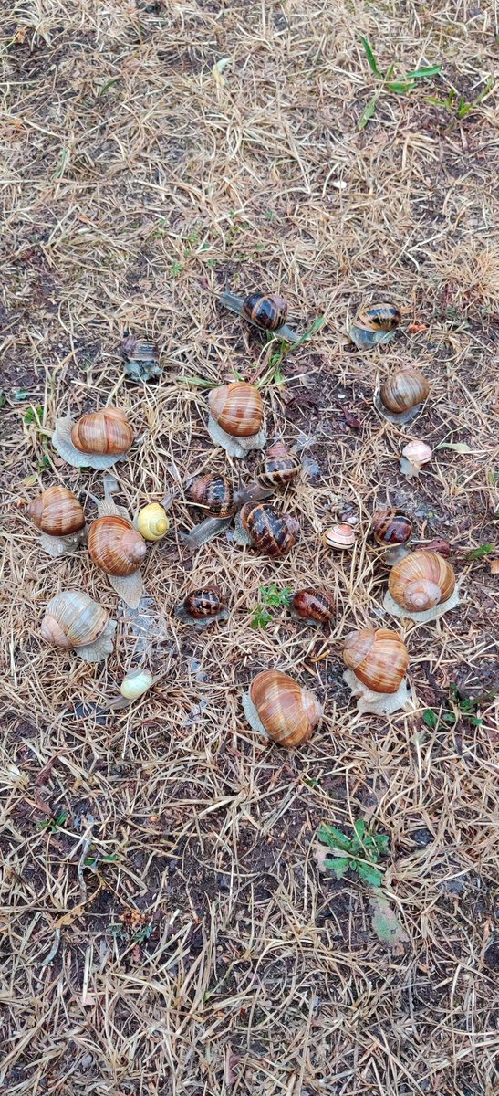 Herbstkind tweet media