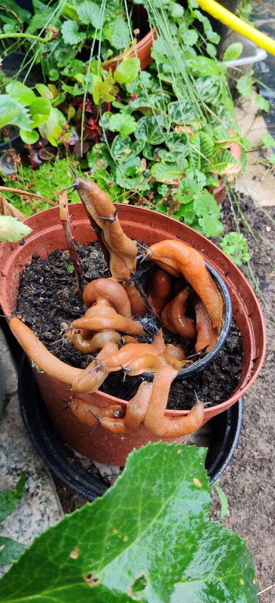 Herbstkind tweet media