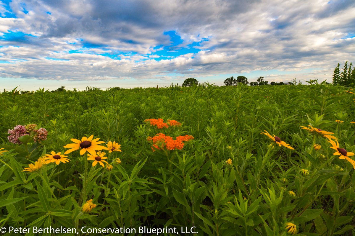 beebutterflyorg's tweet photo. Here's another great video for #PollinatorWeek from our experts about putting the right plants in the right places, https://t.co/MhTOpOj2GI. https://t.co/PSNfGjv2Y8