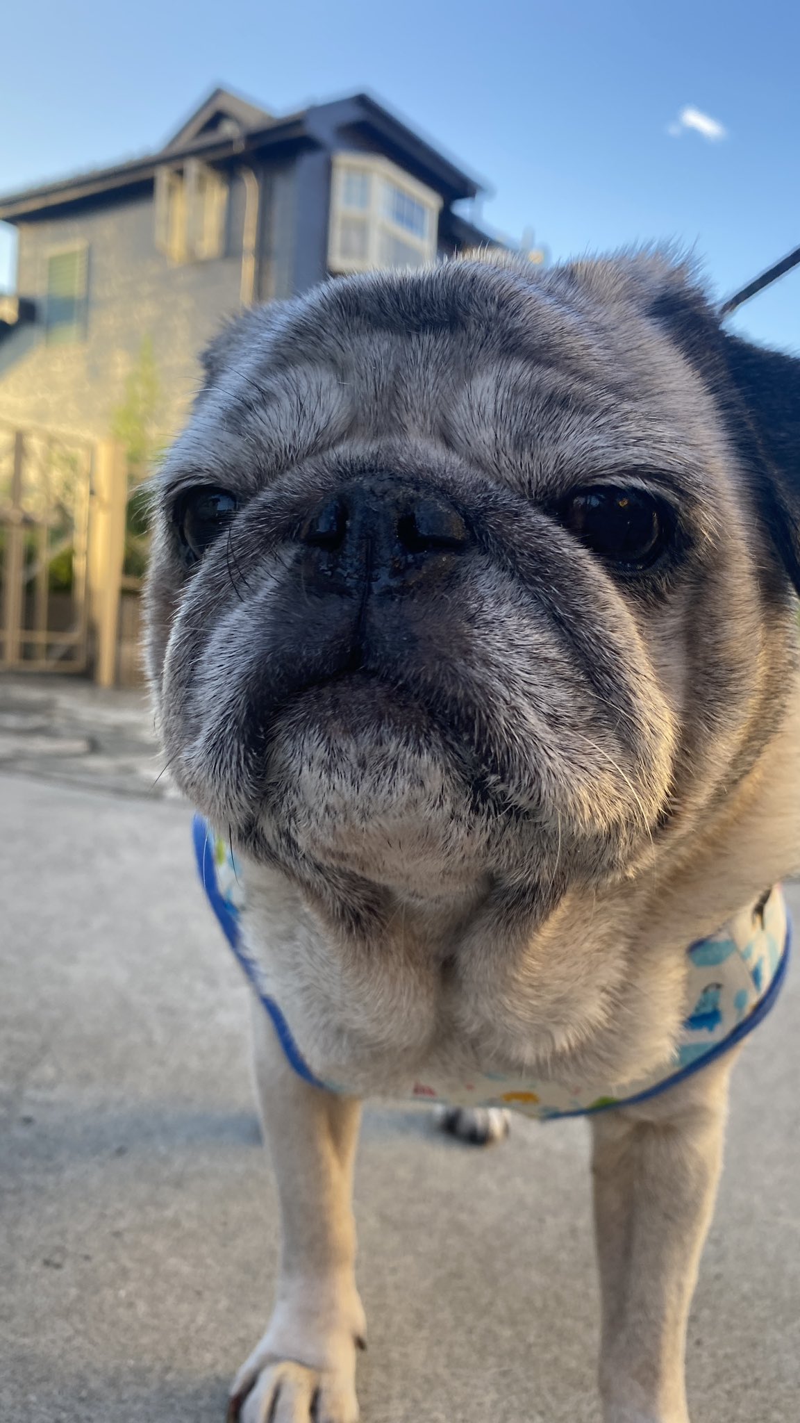 パグの飼い主 お散歩するんだって めんどくさいでつ T Co Xu8lnoxwyw Twitter