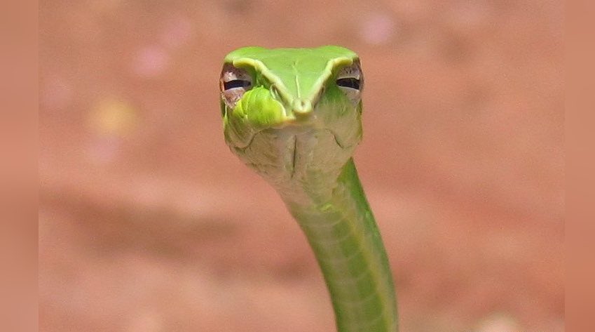 Nickyaustin19's tweet photo. Tasha “I think I’m gonna keep it to myself” COZ YOU A SNAKE TASHA #LoveIsland https://t.co/8SVEvJlRTK
