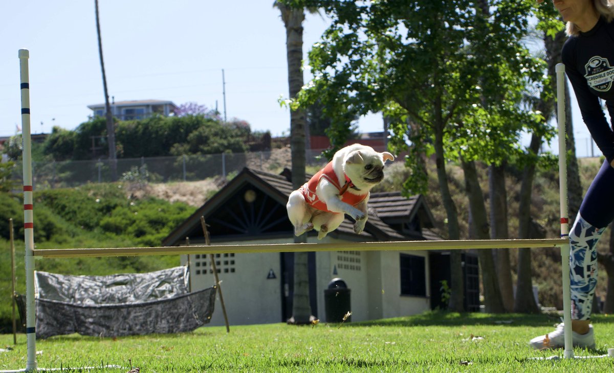 GidgetsFanPage's tweet photo. Happy FrYay ๐ค๐ Flying Into The Weekend BAM ๐ฅ
๐๐
#flyingpug #pug #surfpug #happyfriday #surfgidgetthepug #surfdog #dogagility #weekendvibes #purina https://t.co/qCDwhCnPXC