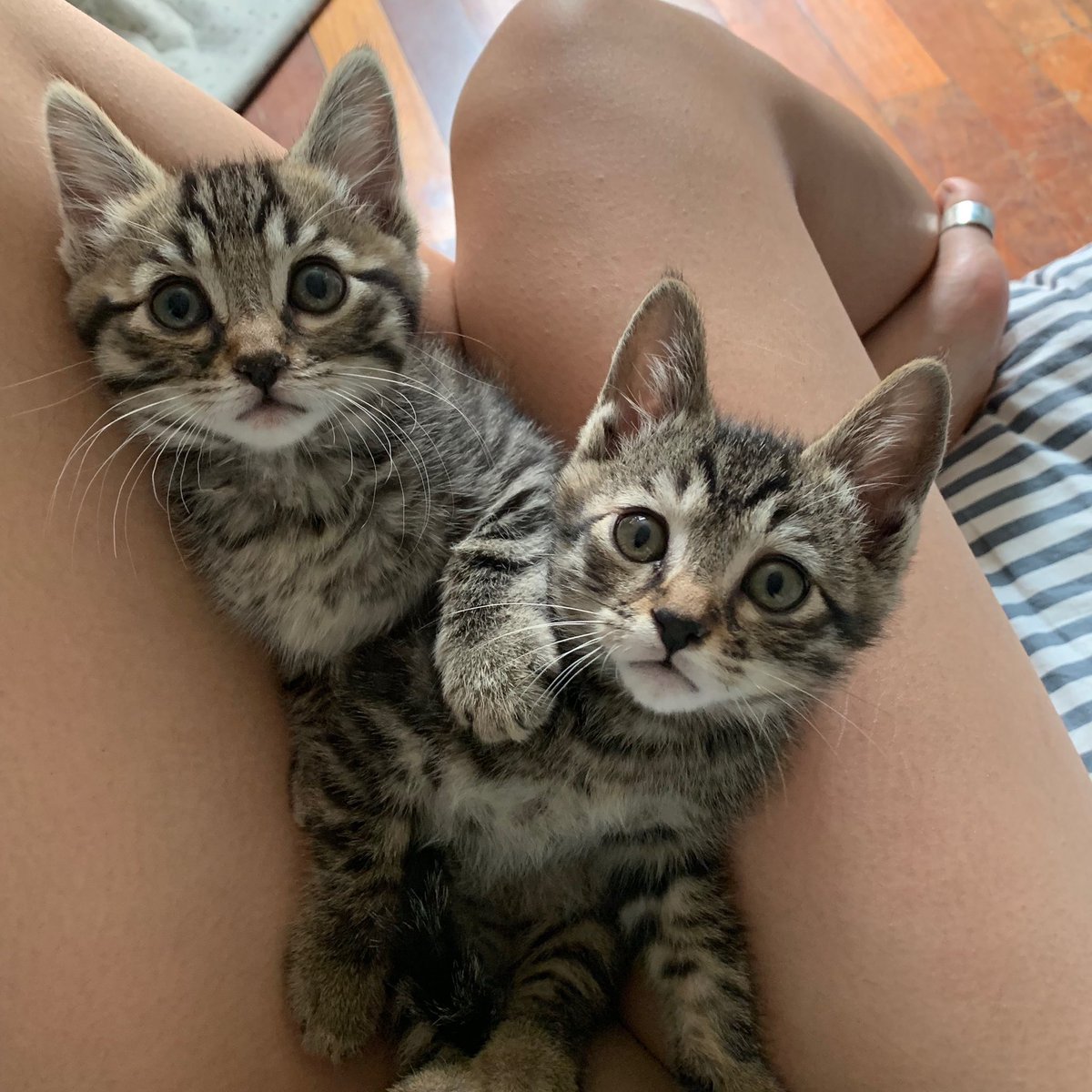 Seventeen tweet media