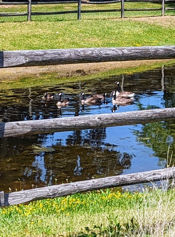 This is where those jaywalkers belong.