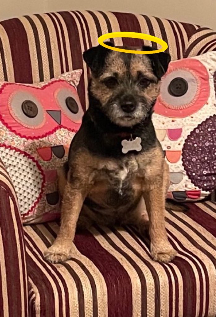 Mr Trebus aka Treebs 🐶🌈BoBoes aka Bear Cub🐻🌈 tweet media