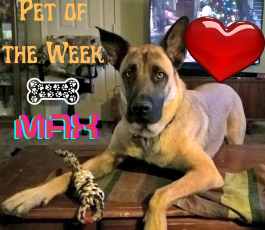 TheTucsonDogMag's tweet photo. Meet handsome Pet of the Week Max! Adopted at 5 wks/o from PACC, heโs his pet parentโs best friend & ESA dog, with them saying Max โhas made my life worth living.โ For fun, his favorite thing to do is catching a Frisbee.
#dogs #tucsondogpetoftheweek #esadog https://t.co/Q4fFaT914s