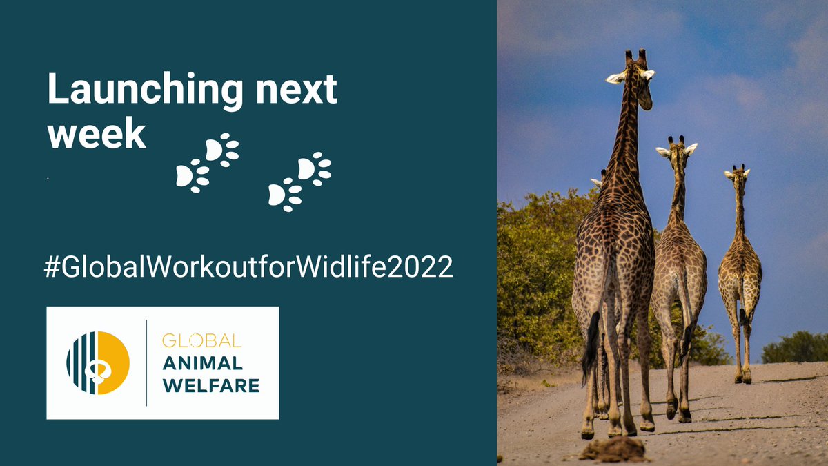 welfare_global's tweet photo. Get ready! All details will be revealed next week! This workout will be bigger and better than those before. Help us help wildlife sanctuaries and rescue centres and get fit.
#globalworkoutforwildlife2022 https://t.co/53F08bTSja