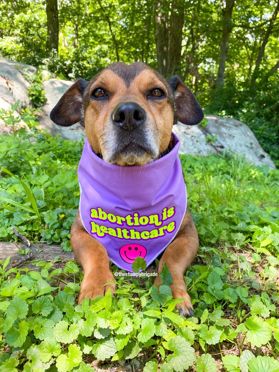 StumpyBrigade's tweet photo. What. The. Furk. Give women back our constitutional rights 😡
#RoeVWade #SupremeCourt #MyBodyMyChoice #VoteThesePigsOut #EqualityForAll We all need to DO SOMETHING now. This WILL get worse if we stand by and do nothing. #RescueDogs #dogsoftwitter https://t.co/BWUyXOQW5K