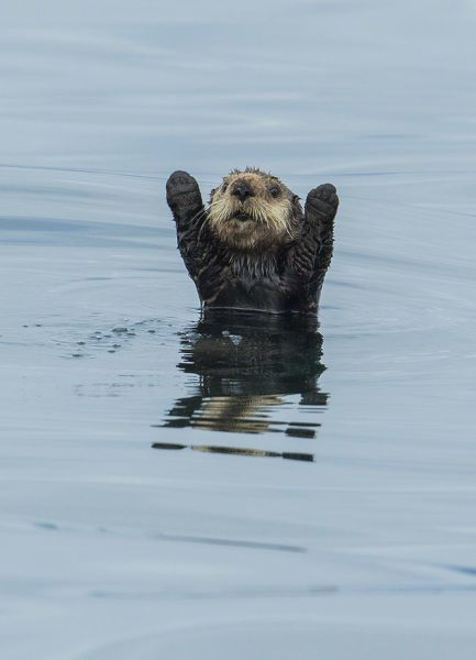 kpopsafespace's tweet photo. otters ! https://t.co/QaAWofvE1i