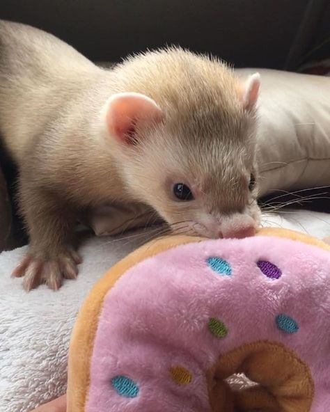 kpopsafespace's tweet photo. ferrets ! https://t.co/W86A9w2aiX
