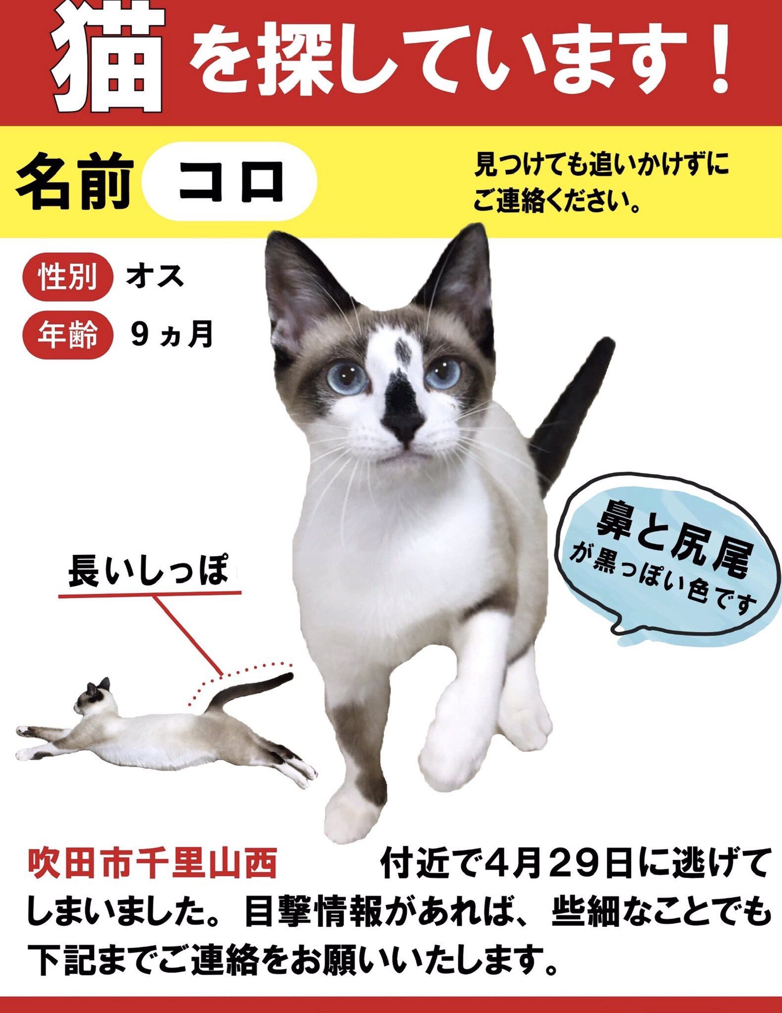 迷子猫コロ 大阪府吹田市 どなたかのお家に入れてもらえていたらいいのに あとコロに念を送りたい 健やかなれ 猫探しています 迷子猫 迷い猫 大阪府 吹田市 シャム ラグドール 猫 T Co Ytv0sqhmie Twitter