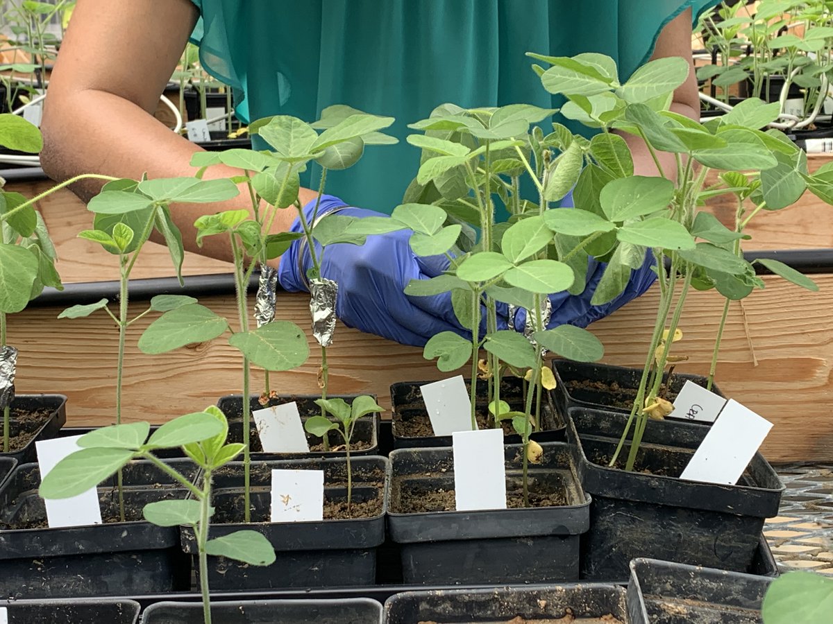 LSU Phytobacteriology Lab tweet media