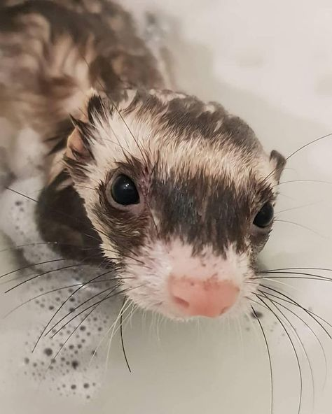 kpopsafespace's tweet photo. ferrets ! https://t.co/W86A9w2aiX
