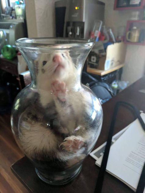 kpopsafespace's tweet photo. ferrets ! https://t.co/W86A9w2aiX