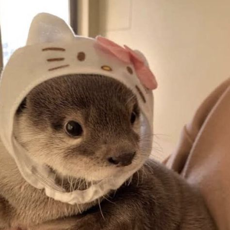 kpopsafespace's tweet photo. otters ! https://t.co/QaAWofvE1i