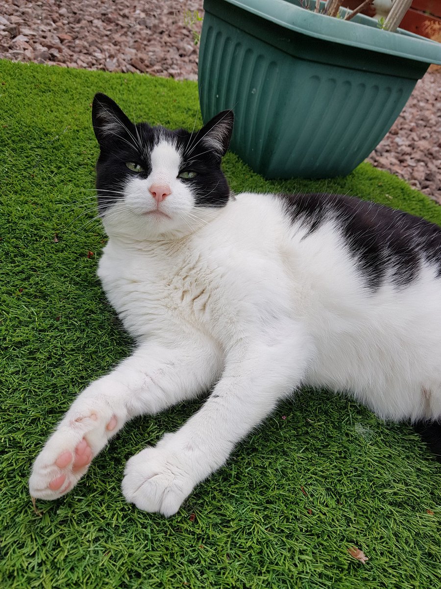 Amandahealzz's tweet photo. My mum's cat let me see a few beans today and I managed to get a photo lol she also has very pink beans π #showmethebeans π https://t.co/m9RM3pbHf1
