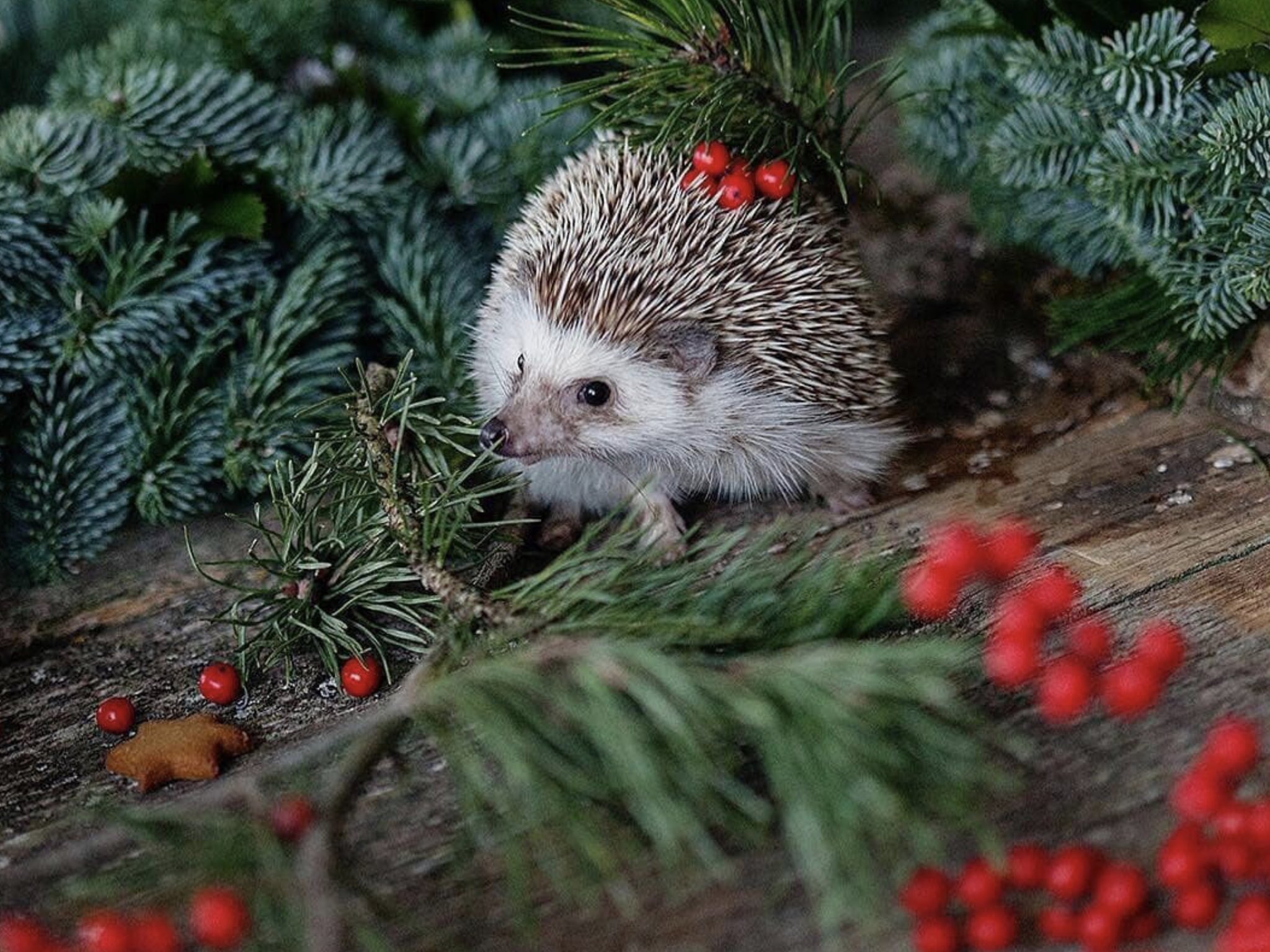 Новогодние животные