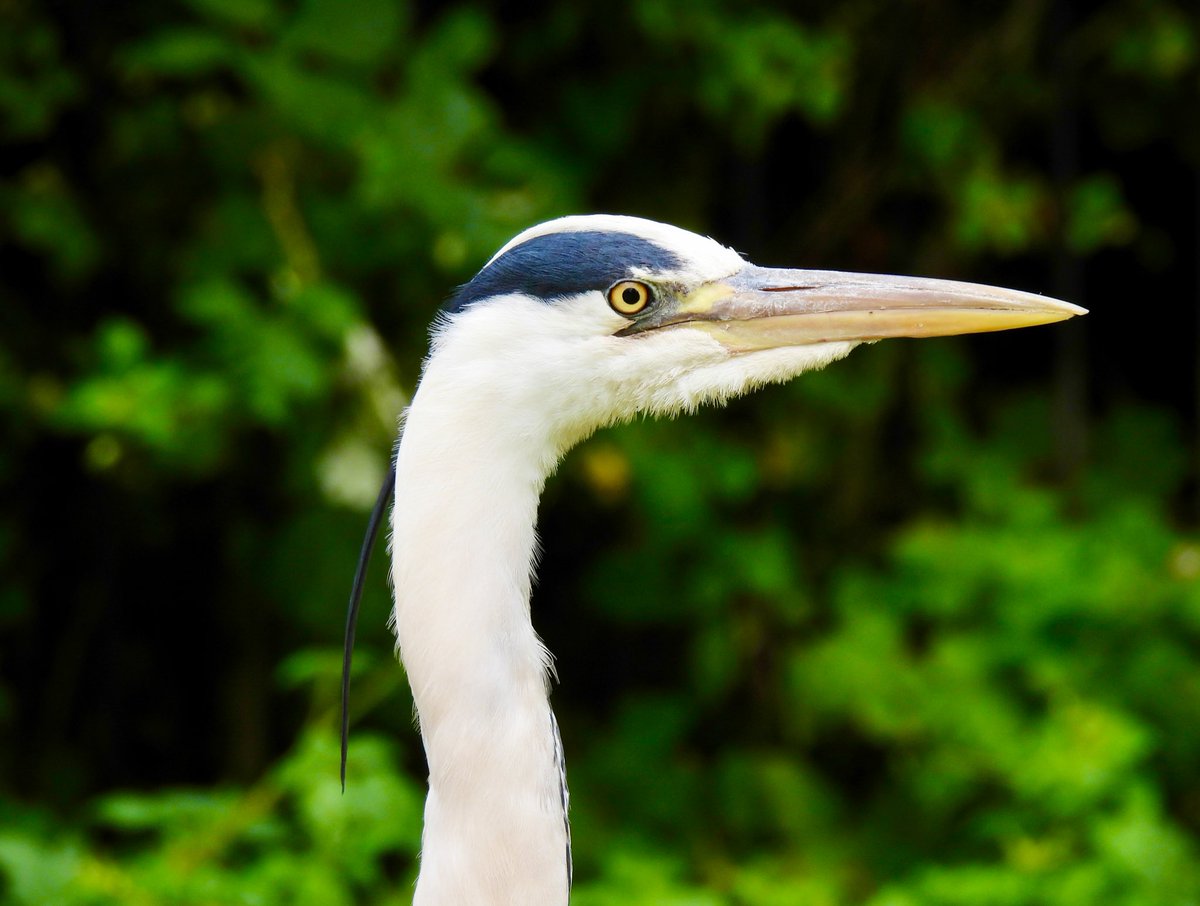 Luo_Qing's tweet photo. If you didn't see a Grey Heron, did you even visit a London park? This handsome chap was standing sentinel over a family having a picnic by the Regent's Park Bandstand, perhaps hoping to clean up if they let a stray sausage roll drop...
@every_heron #UrbanBirding #BirdsOfLondon https://t.co/JgvfmOUaTN