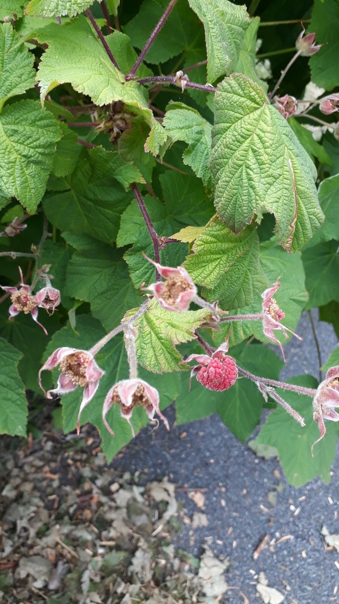 fruitnutvillage's tweet photo. Caring for our #ForestGarden @stirchleybaths and @StirchLibrary today. #Bladdernut #SakhalinCurrant https://t.co/gELxnmD8lt