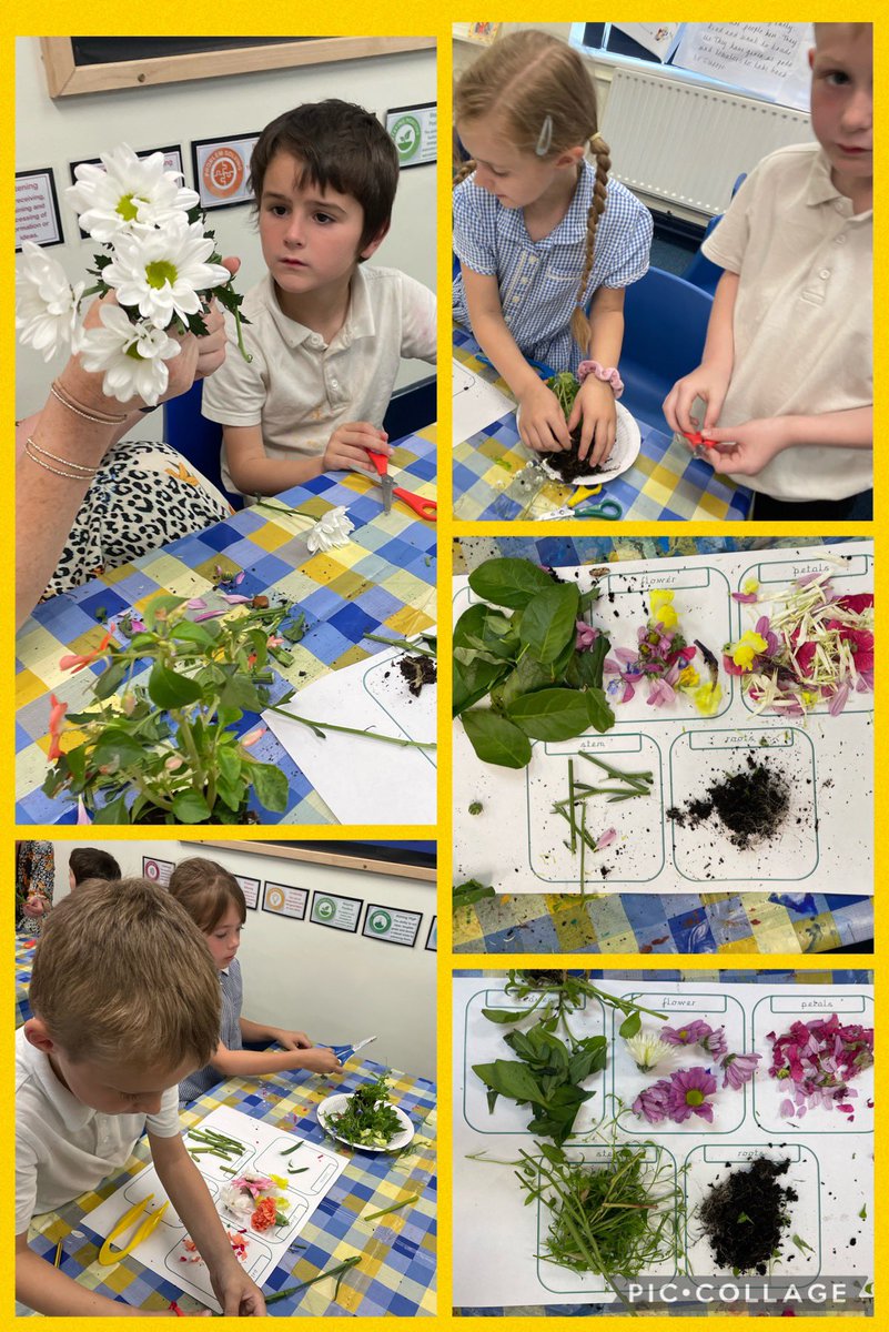 BarntonMissE's tweet photo. We had a great time learning and investigating the different parts of flowering plants! Ask us about the function of each plant part! #BCNPSScience @BarntonMrsSc @BarntonMrsL @BarntonMissB_ https://t.co/EwbNBLbMl4