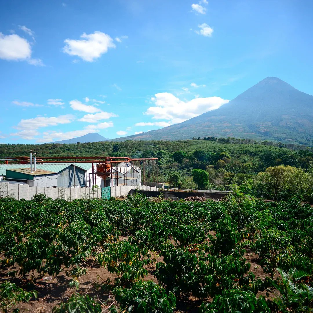 thrivefarmers's tweet photo. Our #grassroots endeavor began in 2009, when we first formed and implemented our farmer-direct revenue sharing model. Read more at https://t.co/pUCSN7nOTx
.
#KnowYourFarmers #ThriveFarmers #KnowYourCoffee #SpecialtyGradeCoffee https://t.co/0W036BosPC