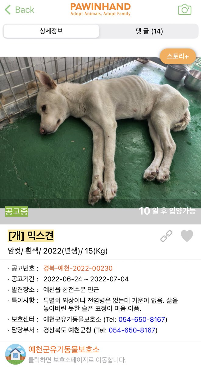 breeze_ceramic's tweet photo. 포인핸드에서 본 글인데 너무 마음아파서..ㅠㅠ… 트위터에서 혹시 새로운 만남이 있진않을까해서 올려봐요… 
특이사항에 적힌 삶을 놓아버린듯한 슬픈 표정.. ㅠㅠ 이 아이를 도와주실 분 없을까요.. https://t.co/4RIDX2uWSf