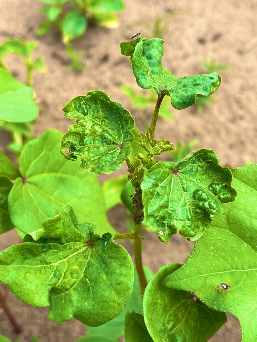 BlesynePhunmie's tweet photo. Summer is crazy busy but I love every bit of it. Some on-going projects: Evaluating Lep resistance to Bt toxin in corn. Thrips management in cotton. Monitoring lep dispersal. Insecticide trial in managing Turf pests. @UFIFASWFREC https://t.co/kLBQBTSND0
