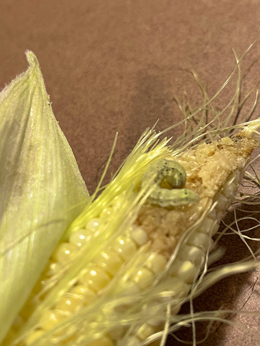 BlesynePhunmie's tweet photo. Summer is crazy busy but I love every bit of it. Some on-going projects: Evaluating Lep resistance to Bt toxin in corn. Thrips management in cotton. Monitoring lep dispersal. Insecticide trial in managing Turf pests. @UFIFASWFREC https://t.co/kLBQBTSND0