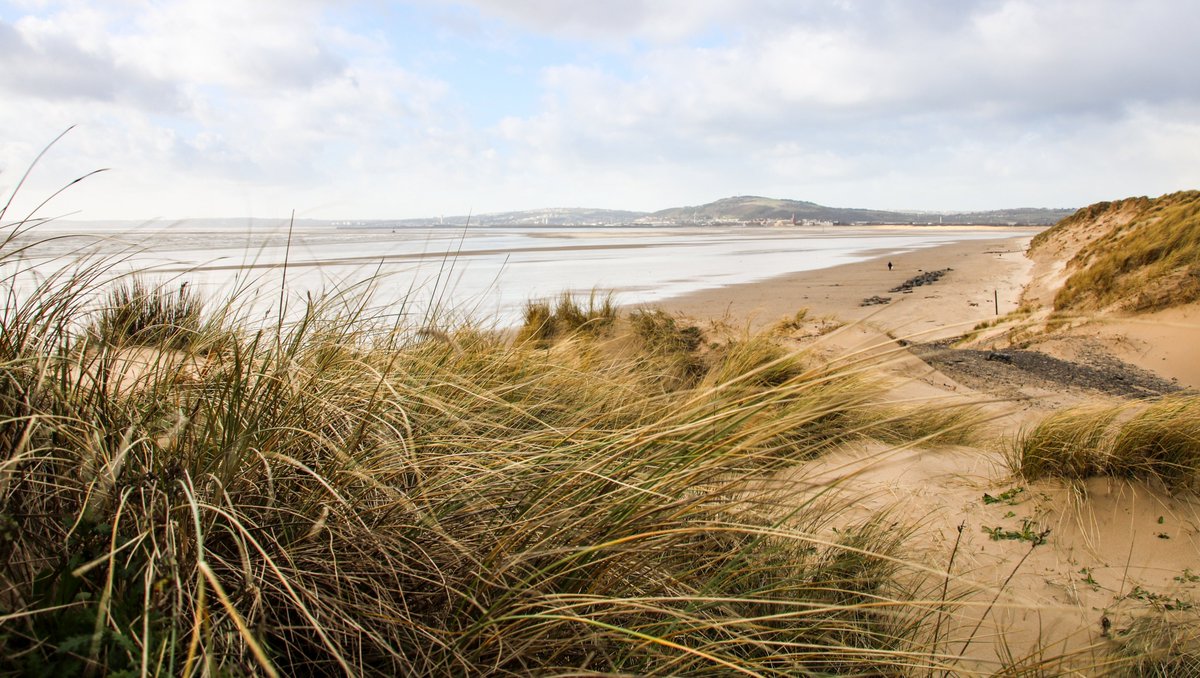 Since 1900, the UK has lost 33% of its sand dune habitats. They play a vital role coastal protection as well as being home to many rare species. Help us celebrate and restore these threatened habitats this #WorldSandDuneDay dynamicdunescapes.co.uk/world-sand-dun…