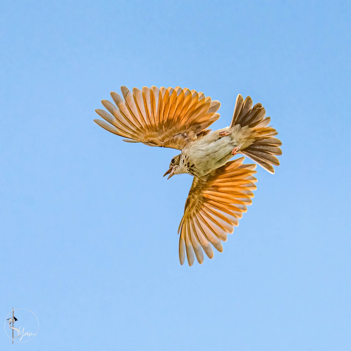 SyamPotturi's tweet photo. It is fascinating to watch this small bird hover in the air like a raptor!

Indian Bushlark
Ameenpur, Hyderabad, Telangana
Jun2022

#IndiAves #birdwatching #birdphotography #birds #BirdsSeenIn2022 #TwitterNatureCommunity 
#indianbushlark #AmeenpurBHS https://t.co/Lw8r1jN91a