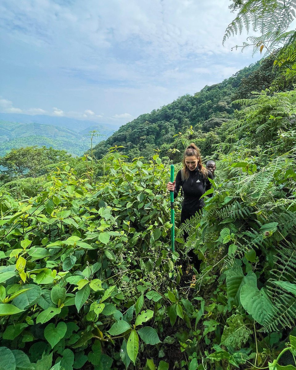 The Bwindi Impenetrable National Park is one of the top attractions of Uganda, with the chance to see some rare mountain Gorillas! 🦍 What is your favourite animal? 📸 @iv181 #exploreuganda_uki #UniquelyOurs #UgandaAwaits