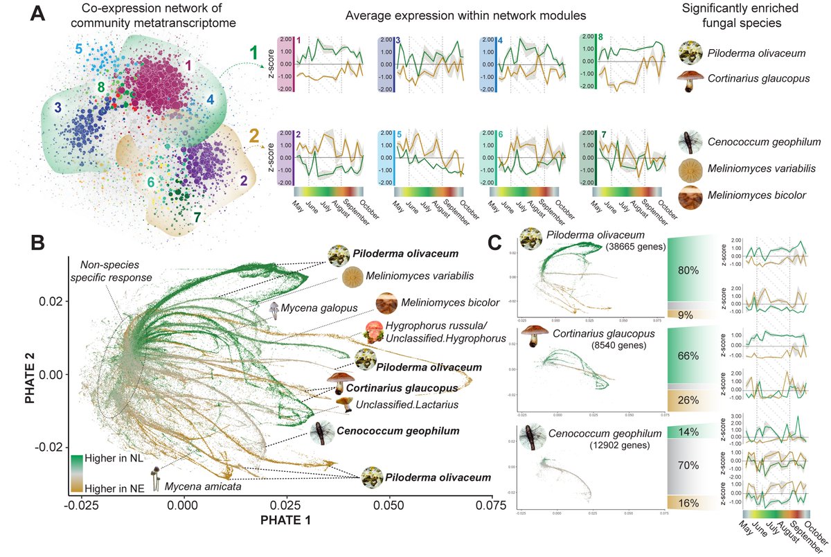 Alterations in nutrient conditions in boreal forests affect not only tree growth but also fungal communities associated with tree roots, with implications for #CarbonSequestration, according to a study. In PNAS: ow.ly/xvXT50JGPMa