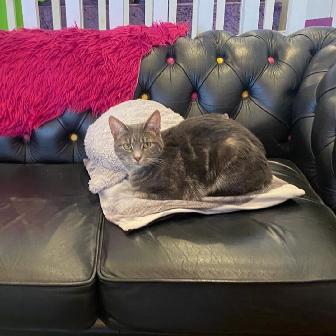 KittyCafeUK1's tweet photo. Gracie living the life of riley at our Nottingham Cafe!
#Nottingham #Nottinghamuni #Nottinghamlife #kittycafe #cats #catsofinstagram #Gracie https://t.co/tFX6AcFERB