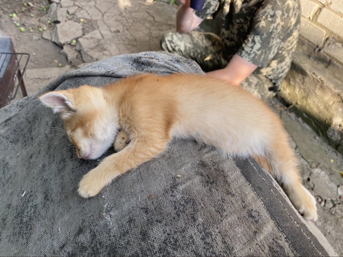 UkrARMY cats & dogs tweet media