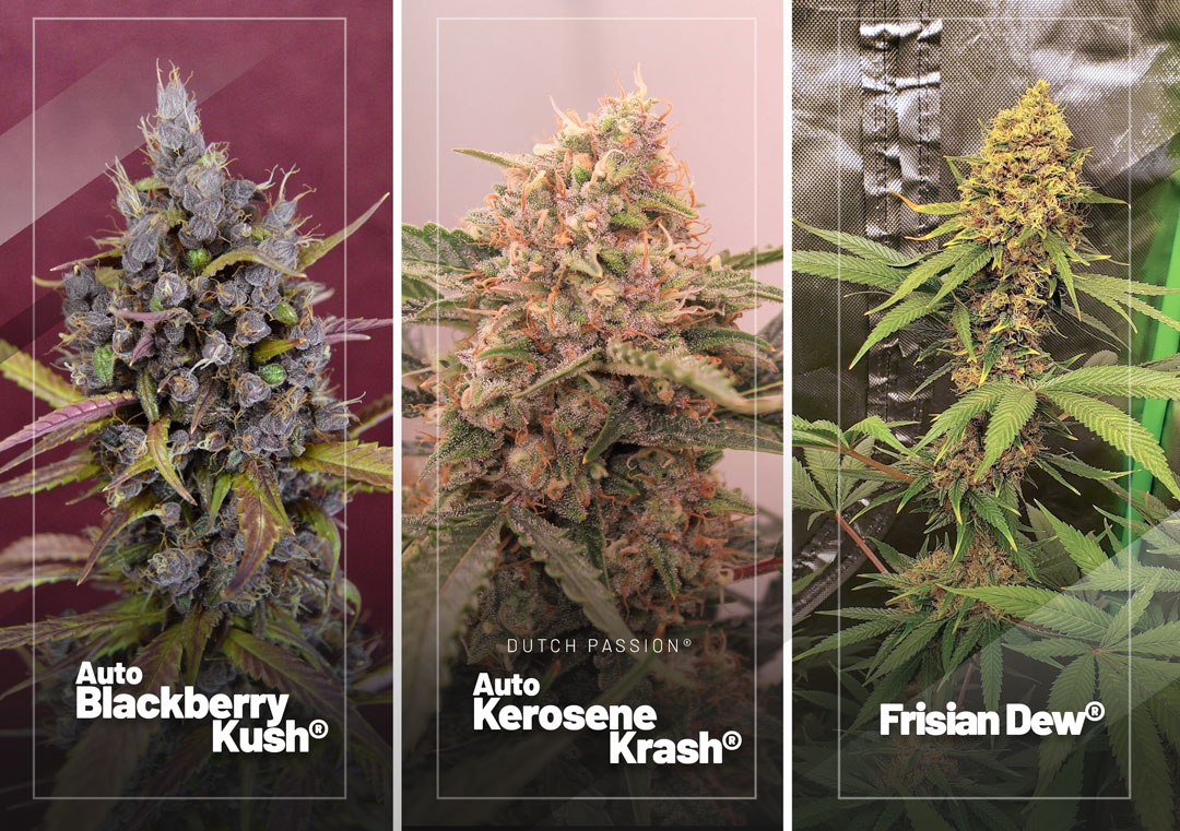 Dutch Passion on "Discover the three Dutch Passion cannabis seed reviews of June 2022, starring Auto Blackberry Kush, Auto Kerosene Krash and Frisian Dew (an outdoor champion grown indoors!). ⭐🌻