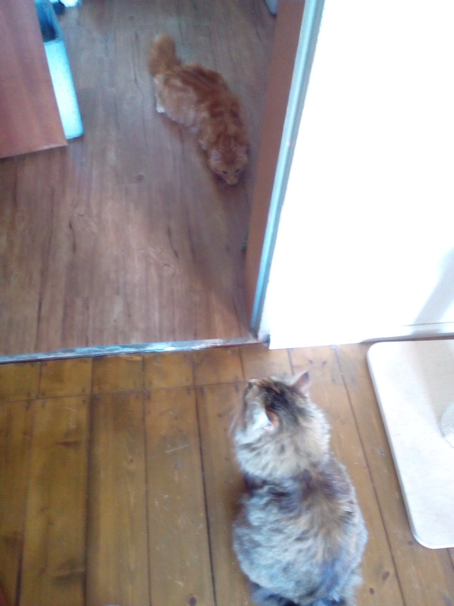Prinzi82548537's tweet photo. Our #hedgewatch today is actually a #chickenwatch. What does "it is still frozen" mean?
#CatsOfTwitter https://t.co/41bcR9c2Bi