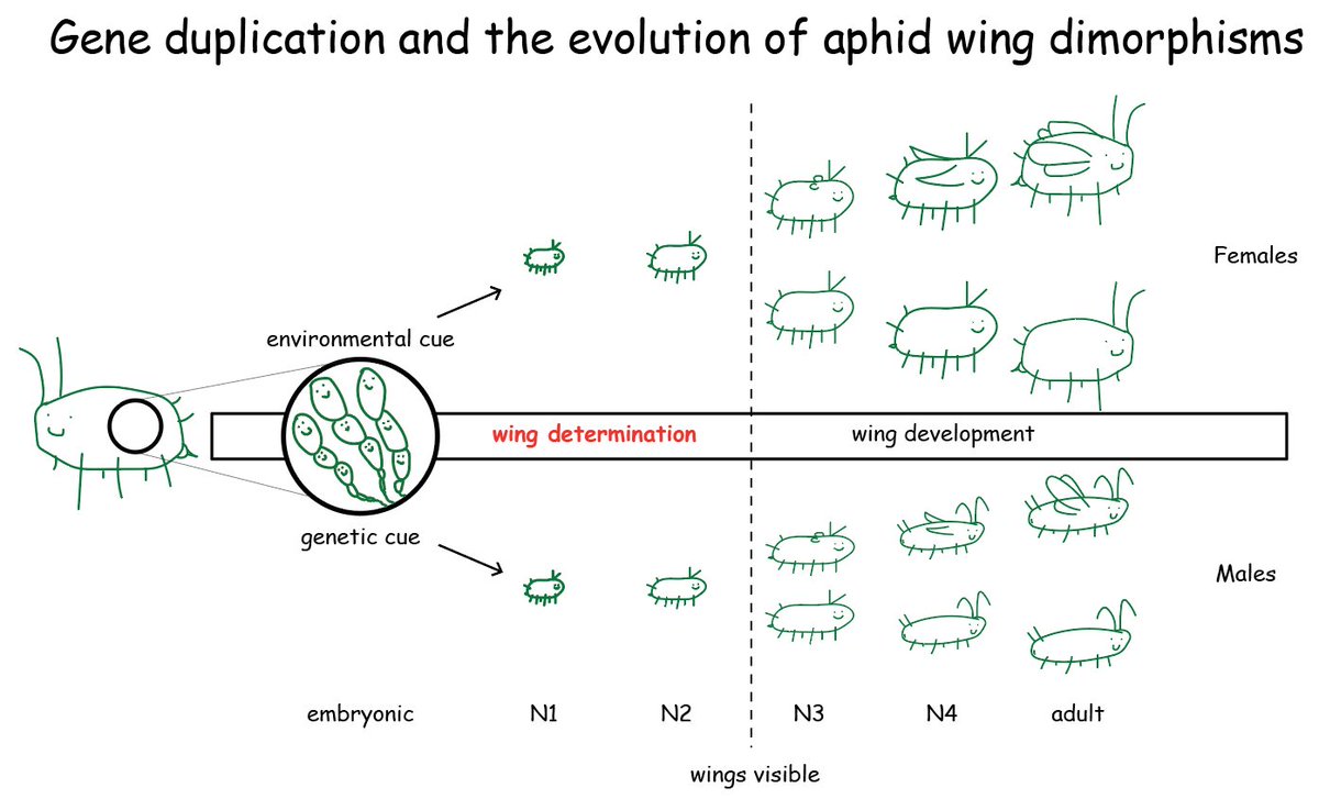 #evol2022 it's that time a year I use twitter again to tell people to come check out my talk Sunday in the Gene Expression II session at 10:30am