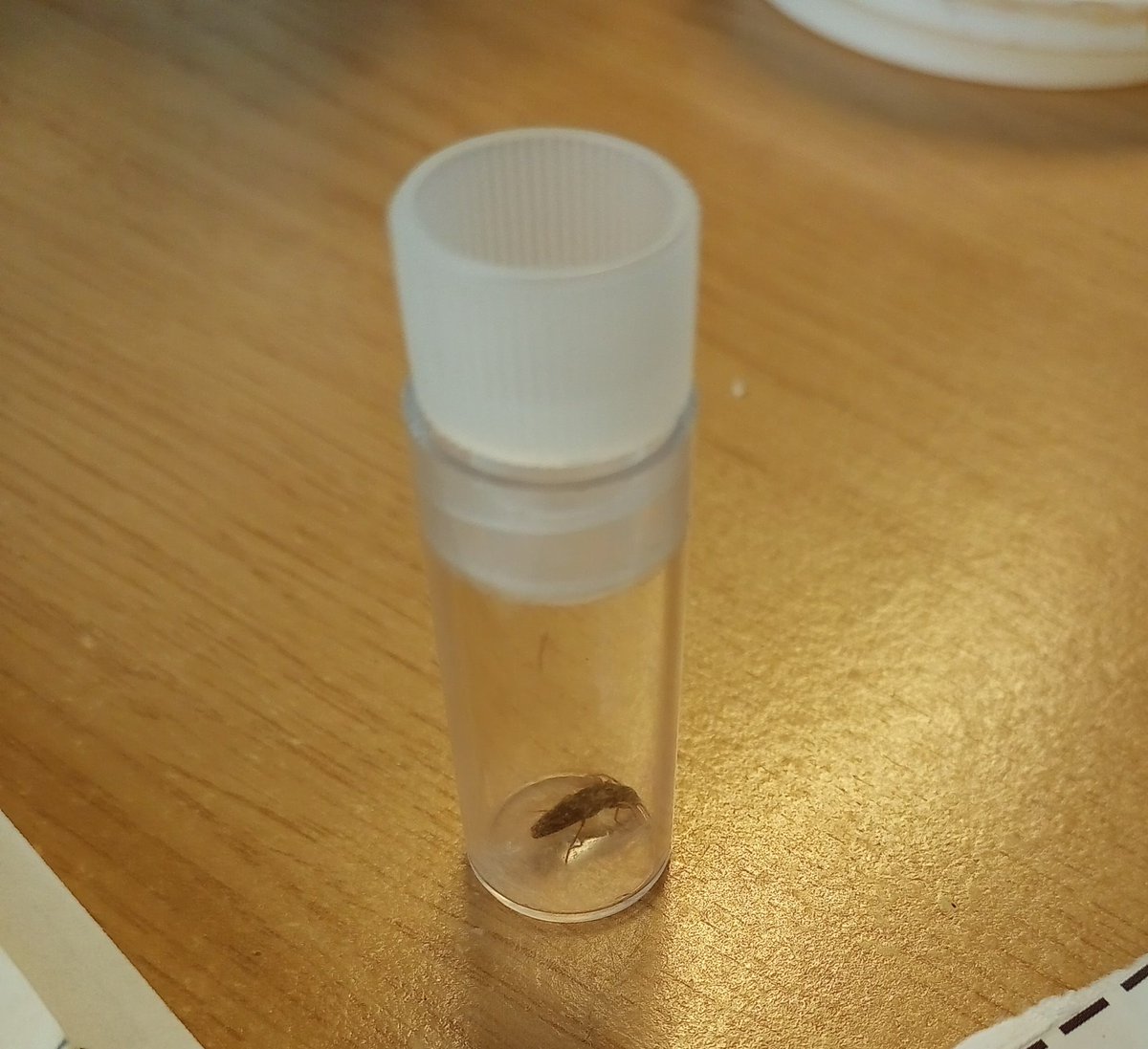 After 12 years, I've finally found another Athous campyloides, 50 yards south of my first encounter at <a href="/LWTWildNews/">LWT Wild News</a> HQ!