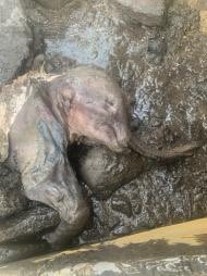 Zeker bal redactioneel Minister van Fossielen 🇧🇪🦣 on Twitter: "Gemummificeerde baby-mammoet  gevonden in de Canadese permafrost. De eerste bijna complete en best  bewaarde ooit in Noord-Amerika 🦣 👉 https://t.co/VtuhSIHm6z  https://t.co/x4R7j8QJHY" / Twitter