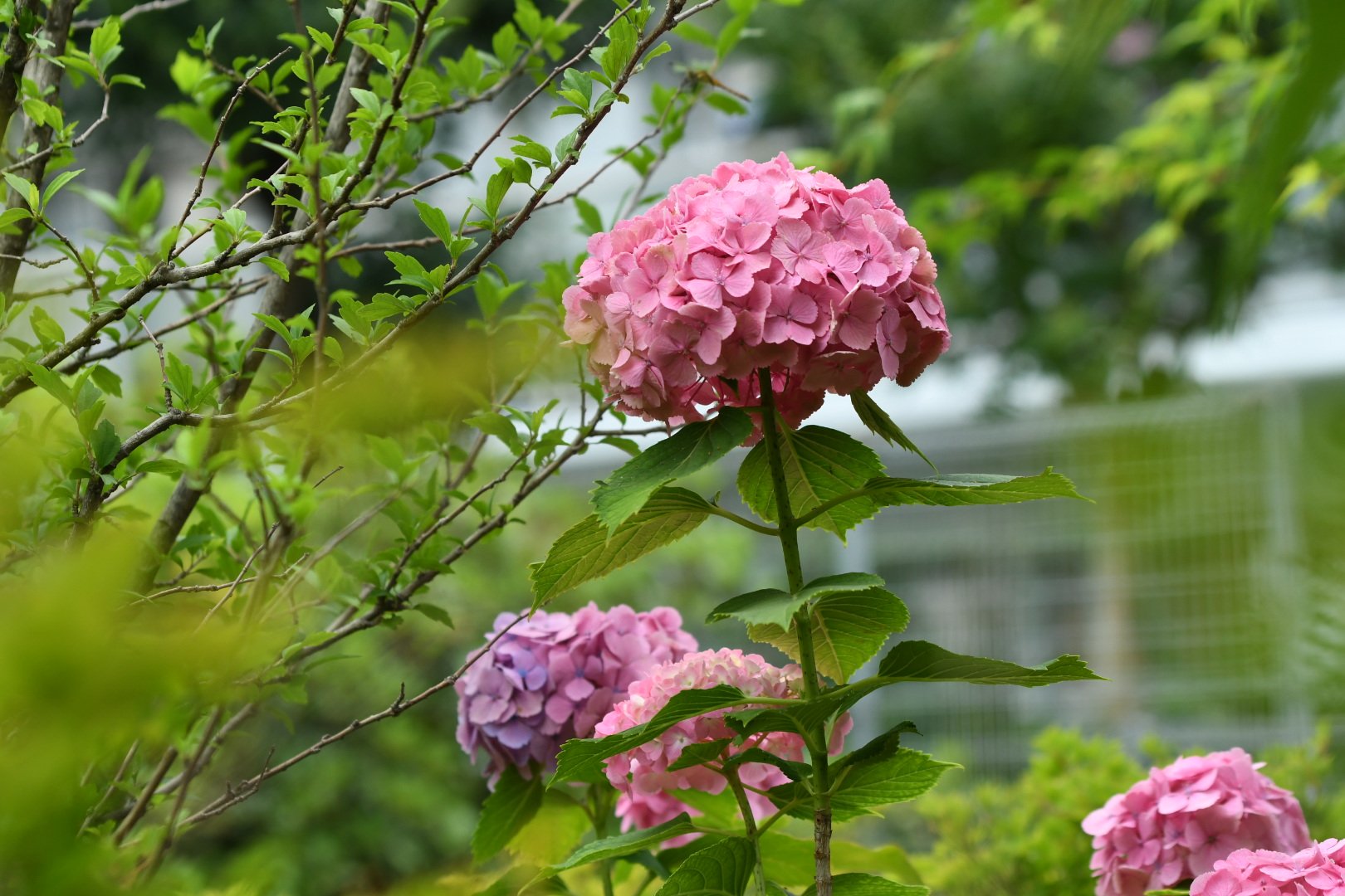 Andy Chips 0 フォロー頂きまして ありがとうございます これからもよろしくお願いします 紫陽花 Tlを花でいっぱいにしよう 写真好きな人と繋がりたい ファインダー越しの私の世界ᅠ T Co Grein86f6q Twitter