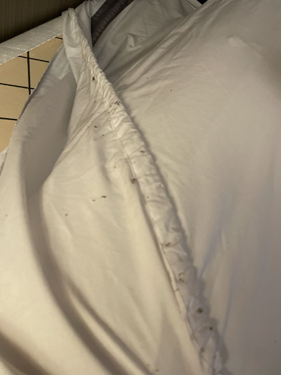 GayeEsser's tweet photo. This is what we found in our room when we checked in to our Seattle Courtyard Marriott Kirkland.  The hotel is saying it’s “carpet beetles”.  This happened Tuesday and we still have not heard back from corporate Marriott!  Unacceptable!!#marriott #courtyard Marriott Kirkland https://t.co/qHVl4zhy18