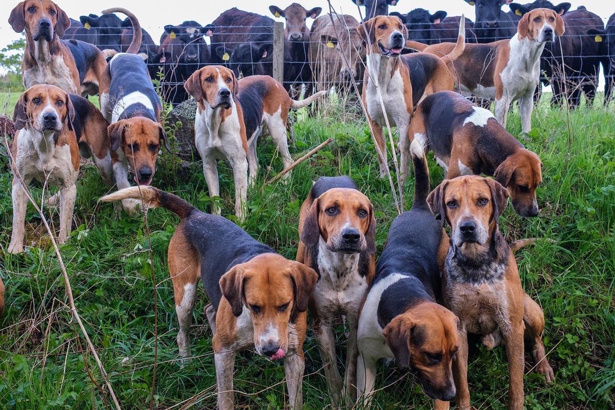 lurcherwork's tweet image. #houndsoftwitter #foxhound #huntingwithdogs #workingdogs #englishfoxhound