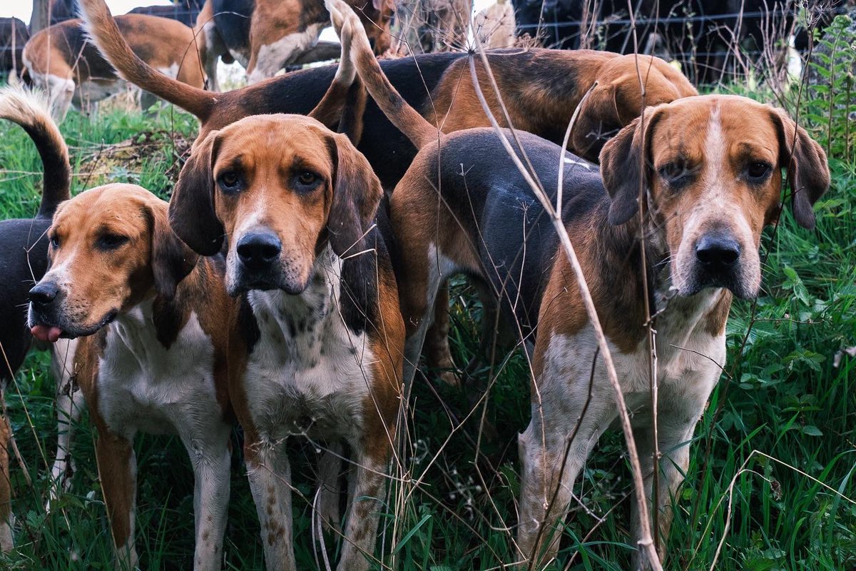 lurcherwork's tweet image. #houndsoftwitter #foxhound #huntingwithdogs #workingdogs #englishfoxhound