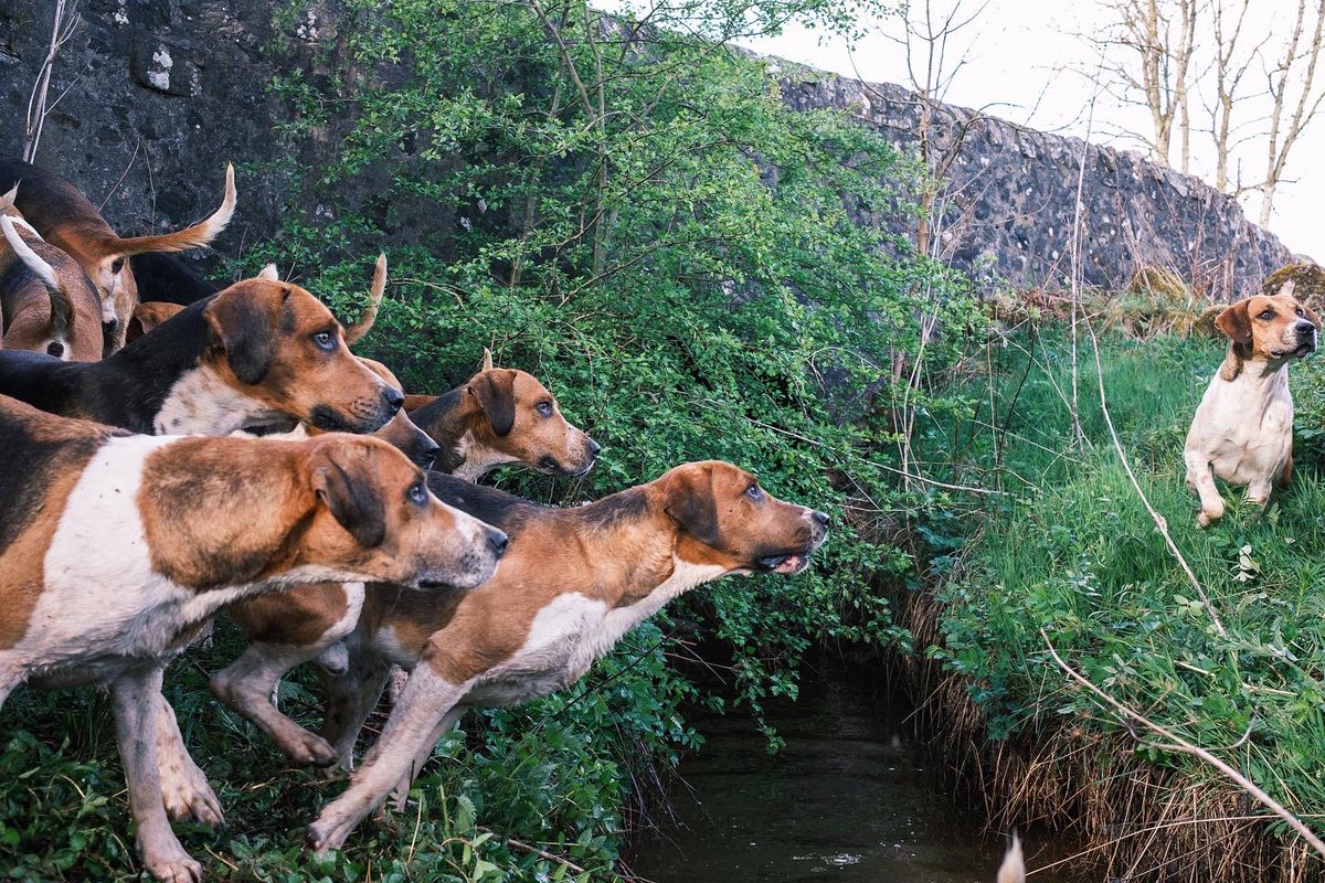 lurcherwork's tweet image. #houndsoftwitter #foxhound #huntingwithdogs #workingdogs #englishfoxhound