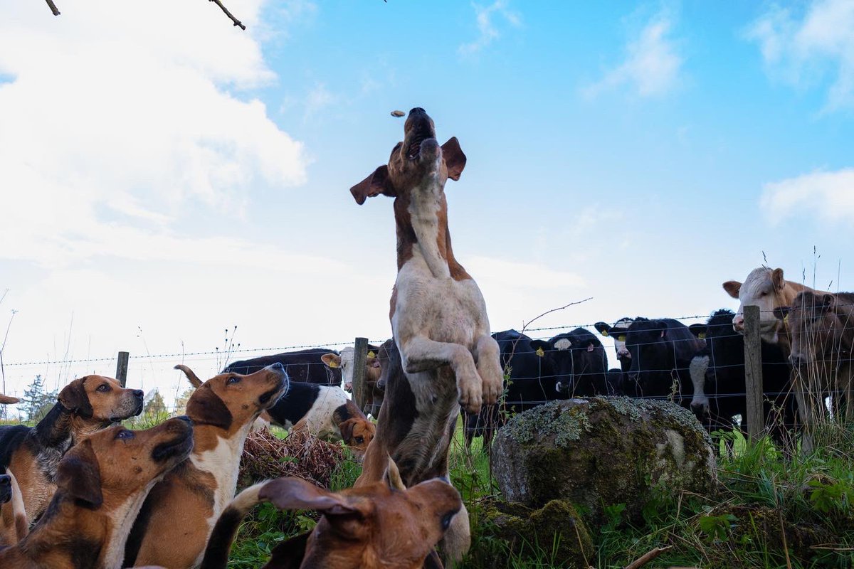 lurcherwork's tweet image. #houndsoftwitter #foxhound #huntingwithdogs #workingdogs #englishfoxhound