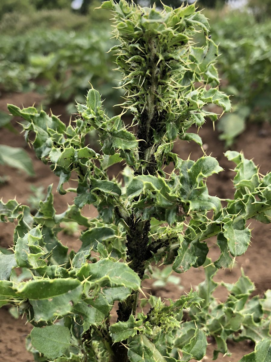 BrunoNgala's tweet photo. Went out weeding but noticed that some weeds may not be as bad as they look. This thistle here has been pulling all the black aphids to itself giving a good protection to spuds! #trapcrops #biodiversity #insect #pestcontrol https://t.co/Ziaq1yHIBR